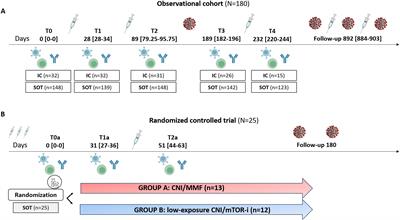 Role of SARS-CoV-2-specific memory B cells promoting immune protection after booster vaccination in solid organ transplantation